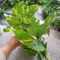 تعدادی گل طبیعی خزه اسپانیایی گوش گرگی سانسوریا