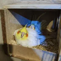 یه جفت طوطی عروس مولد معاوضه با فنچ|پرنده|فردیس, منظریه|دیوار