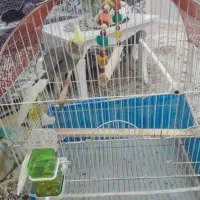 عروس هلندی ماده با قفس