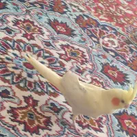 عروس هلندی لوتینو زعفرانی سخنگو|پرنده|مبارکه, |دیوار