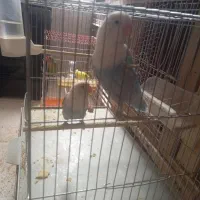 دوتا کوتوله شیطون نیمه دستی باهوش|پرنده|فولادشهر, A3|دیوار