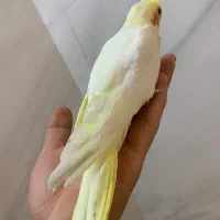 جوجه عروس هلندی درجه یک