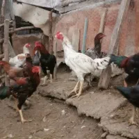 خروس لاری با کیفیت|حیوانات مزرعه|فاضل آباد, |دیوار