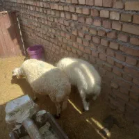 میش بره بزرگ