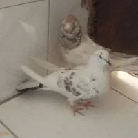 دوجفت کفتر تمیز نروماه جفت دم تخم بشرت