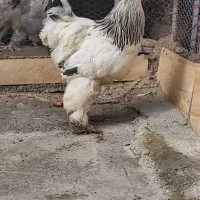 خروس برهما|حیوانات مزرعه|ساری, |دیوار