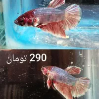 ماهی فایتر|ماهی|تبریز, |دیوار