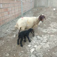 میش به همراه بره ماده|حیوانات مزرعه|علی‌آباد کتول, |دیوار