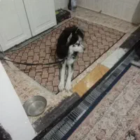 سگ هاسکی کاملا آروم مهربون