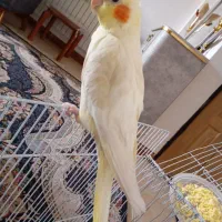 عروس هلندی لوتینو چشم شرابی