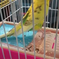 مرغ عشق نر و ماده