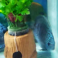 آکواریوم|ماهی|میاندوآب, |دیوار