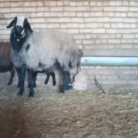 شیشک قوچ شال|حیوانات مزرعه|خمین, |دیوار