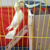 فروش دوتا عروس هلندی