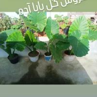 گول بابا آدو|گل و گیاه طبیعی|آستارا, |دیوار