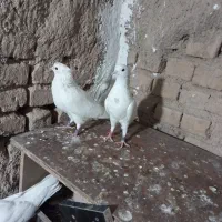 طوقی گم شده|پرنده|قرچک, فردیس|دیوار