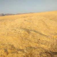 کاه دیم بدون علف