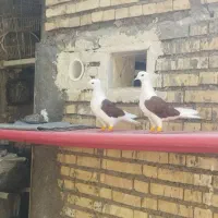دوکت نر ماده