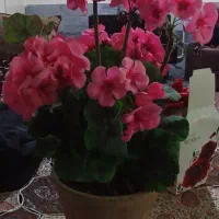 گل مصنوعی