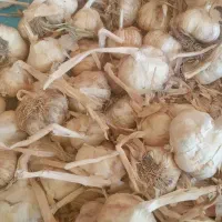 سیر
