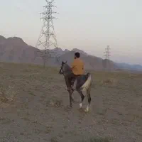 اسب مادیون