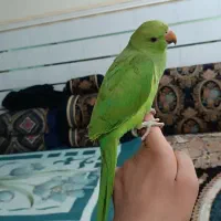 جوجه طوطی ملنگو نر
