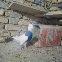 کبوتر طوقی