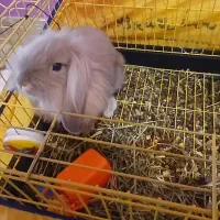خرگوش لوپ همراه قفس