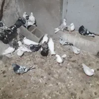 کبوتر کاشانی