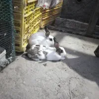 خرگوش