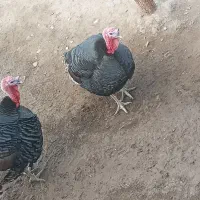 بوقلمون نر وماده گوشتی محلی|حیوانات مزرعه|دیواندره, |دیوار