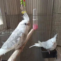 عروس هلندی|پرنده|چهاردانگه (تهران), |دیوار