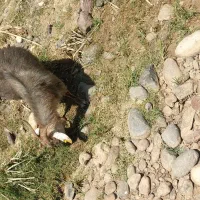 30عدد بز جون نژادکورکی ابست|حیوانات مزرعه|کرمان, |دیوار