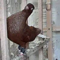 کبوتر رنگی