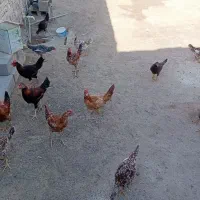 نوچه
