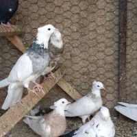 کبوتر طوقی کاکلی|پرنده|همدان, |دیوار