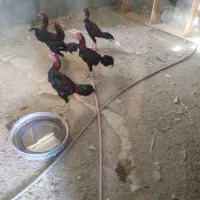 سلام چشمگیرباشه|حیوانات مزرعه|میناب, |دیوار