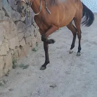 اسب یورقه