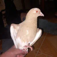 کفتر