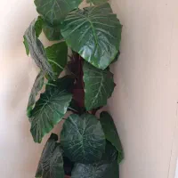 وسایل منزل|تشک تختخواب|کرمانشاه, |دیوار