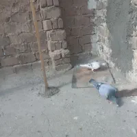 کبوتر