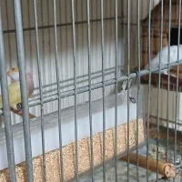 فنج گلدین|پرنده|چهارباغ, |دیوار