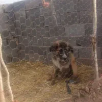 توله فروشی 7ماه