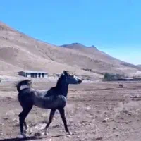 کره مادیان دوسال