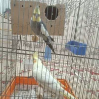 یک جفت عروس پاریس سخنگو زرنگ...
