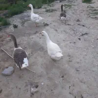 غارتخم گذار