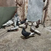 کفتر بهبهانی هوای|پرنده|شیراز, شیخ علی چوپان|دیوار