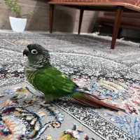 طوطی گرینچیک دستی