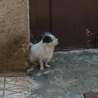 سگ‌پاکوتاه