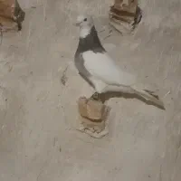 چهارتا نر|پرنده|تربت جام, میان جام|دیوار